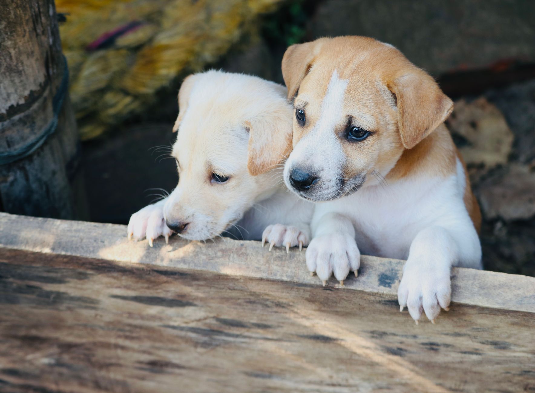 Prvi obisk pri veterinarju: kontrolni seznam
